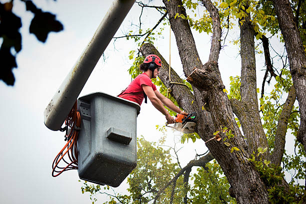 Best Tree Cutting Near Me  in Chama, NM